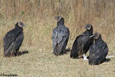 Black vultures