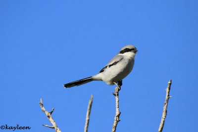 Loggerhead shrike