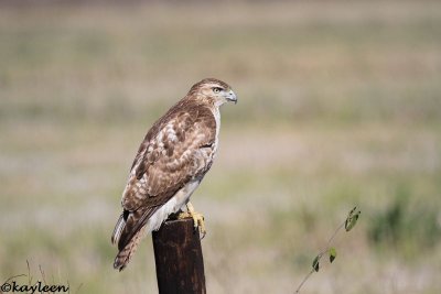 Red-tailed hawk