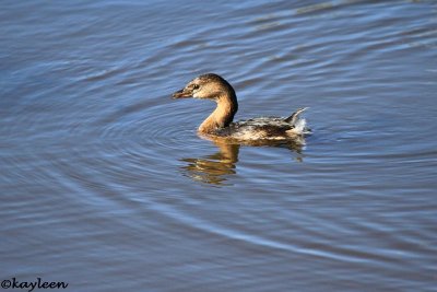 Pied-billed grebe