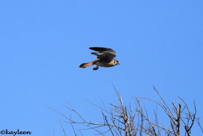 American kestrel