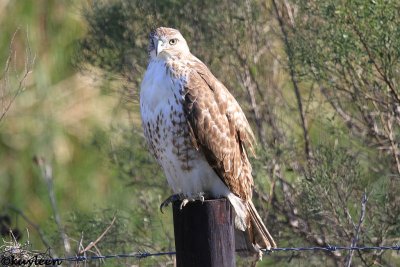 Red-tailed hawk