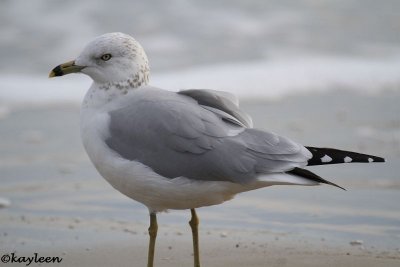 Ring-billed gull