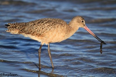 Marbled godwit