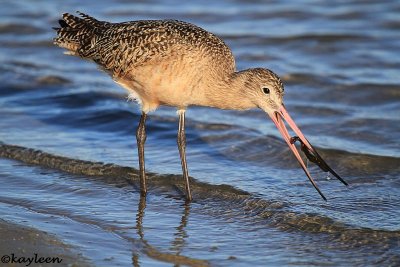 Marbled godwit