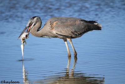 Great blue heron