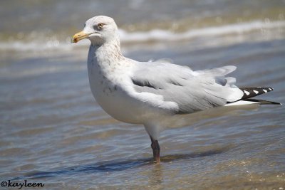 Herring gull