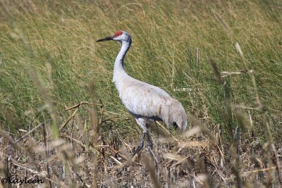 Sandhill crane