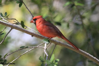 Northern cardinal