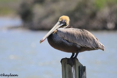 Brown pelican