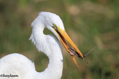 Great egret