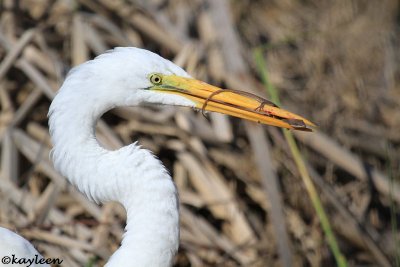 Great egret