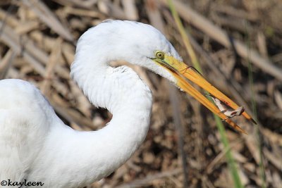 Great egret