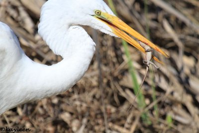 Great egret