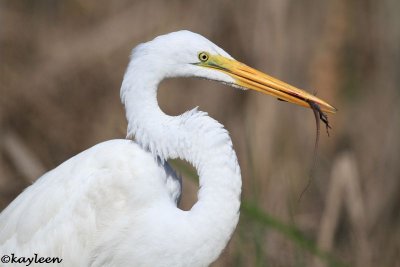 Great egret