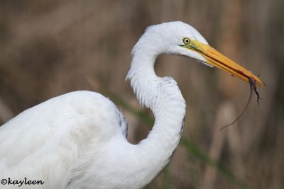 Great egret