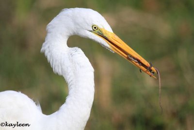Great egret