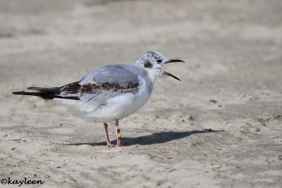 Bonaparte's Gulls