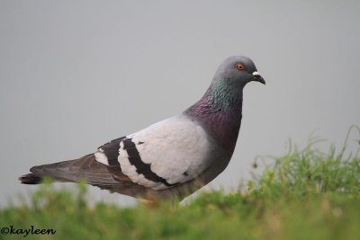 Rock Pigeons