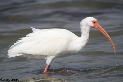 White ibis