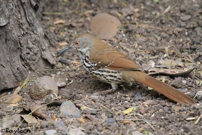 Brown thrasher