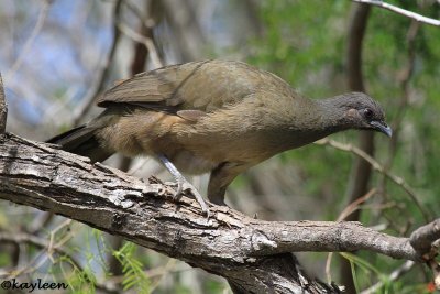 Plain chachalaca