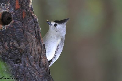 Chickadees, Titmice, Nuthatches, Creepers, Wrens, and Kinglets