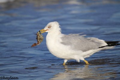 Ring-billed gull