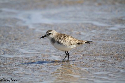 Sanderling