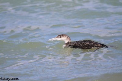 Common loon