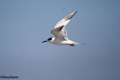 Forster's tern