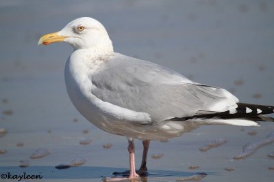 Herring gull