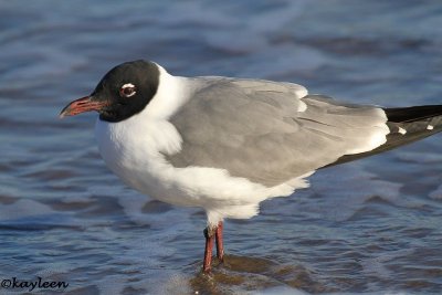 Laughing gull