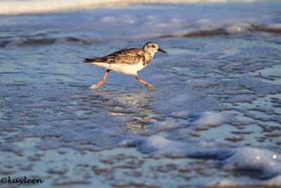 Ruddy turnstone