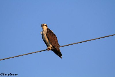 Osprey