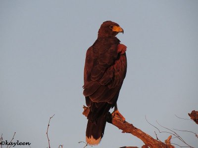 Harris's Hawk