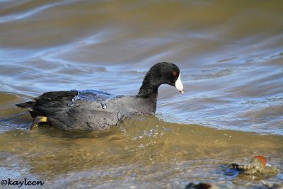 American coot