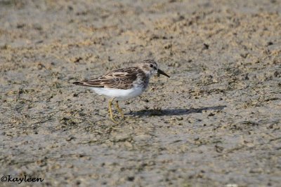 Least sandpiper