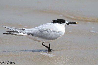 Sandwich tern