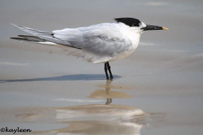 Sandwich tern