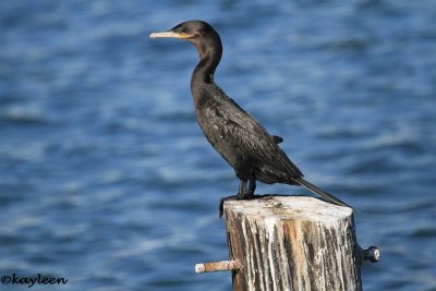 Neotropic cormorant