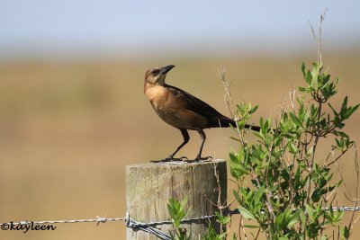 Boat-tailed gracklefemale