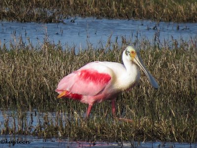 Roseate spoonbill