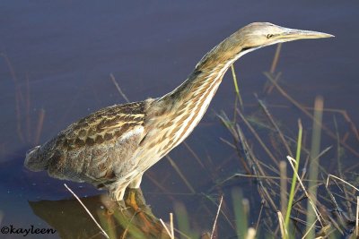 American bittern