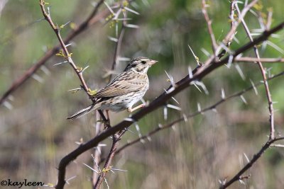 Savannah sparrow