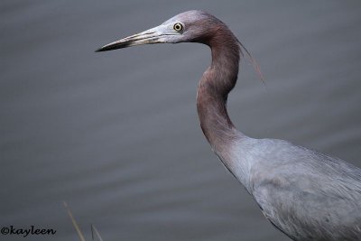 Little Blue Herons