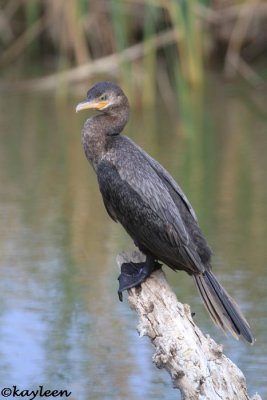 Neotropic cormorant