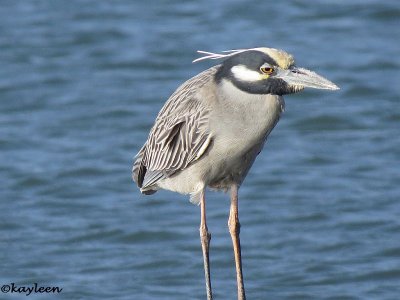 Yellow-crowned night heron