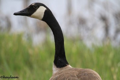 Canada goose