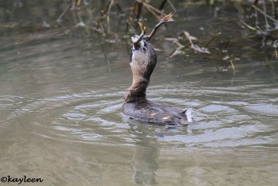 Pied-billed grebe